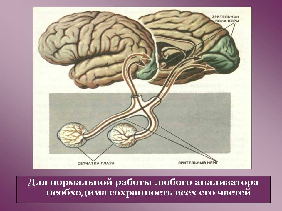 Сохранность