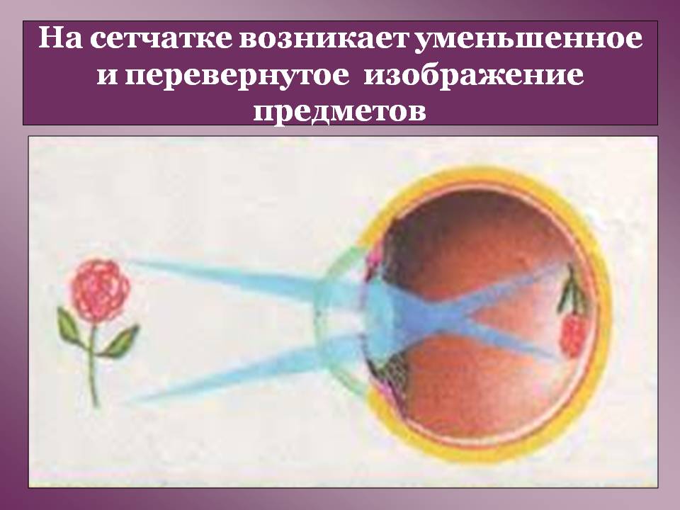 Уменьшенное и перевернутое изображение предметов