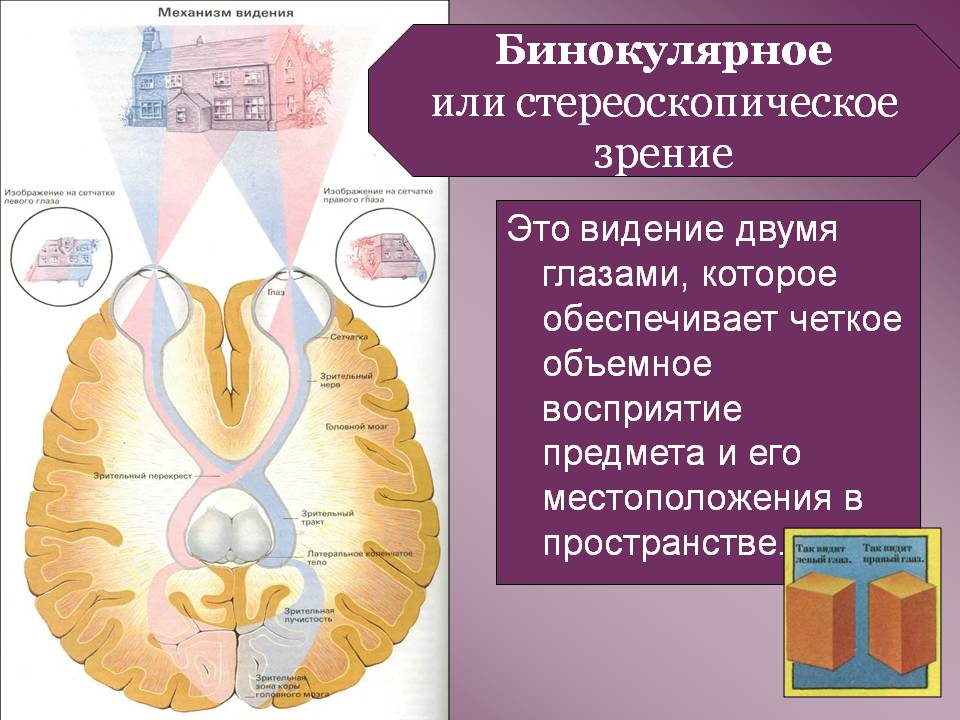 Стереоскопическое зрение