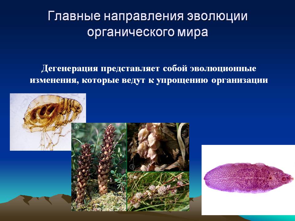 Главные направления эволюции органического мира