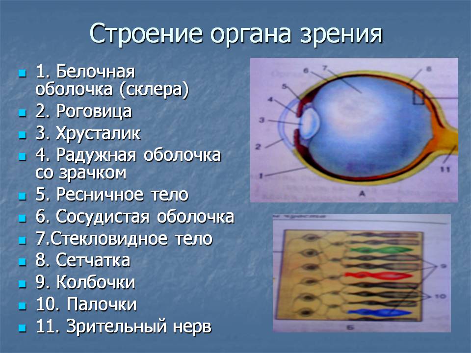 Строение органа зрения
