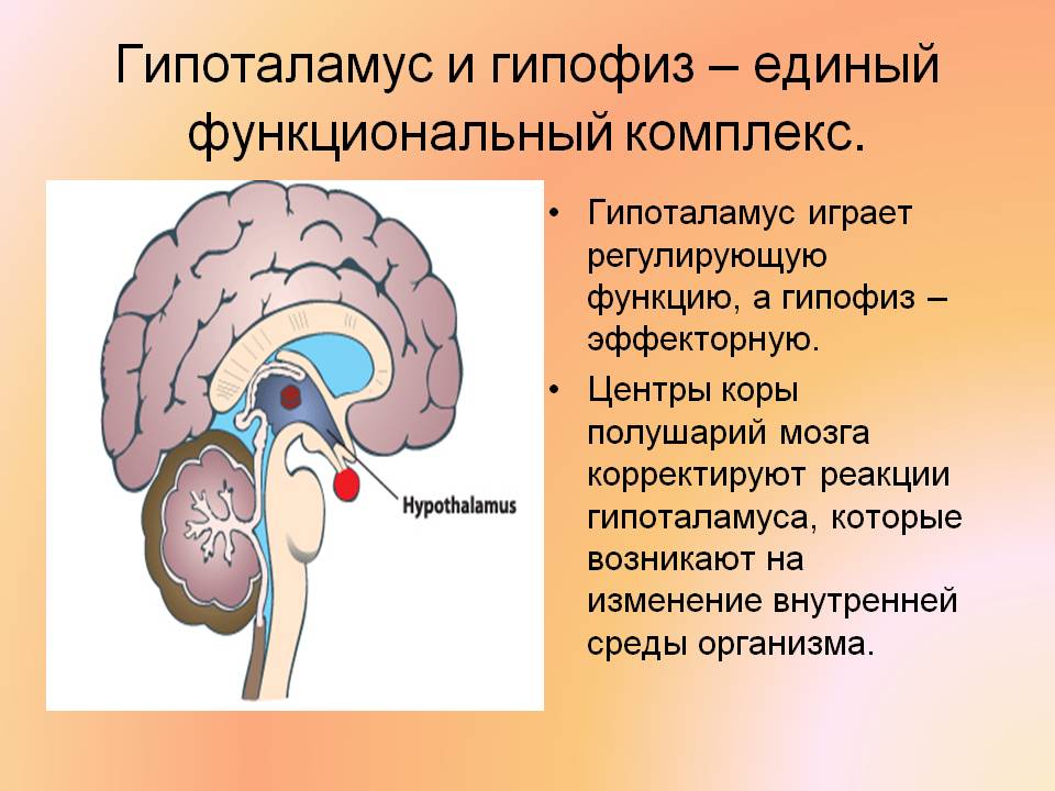 Гипоталамус и гипофиз