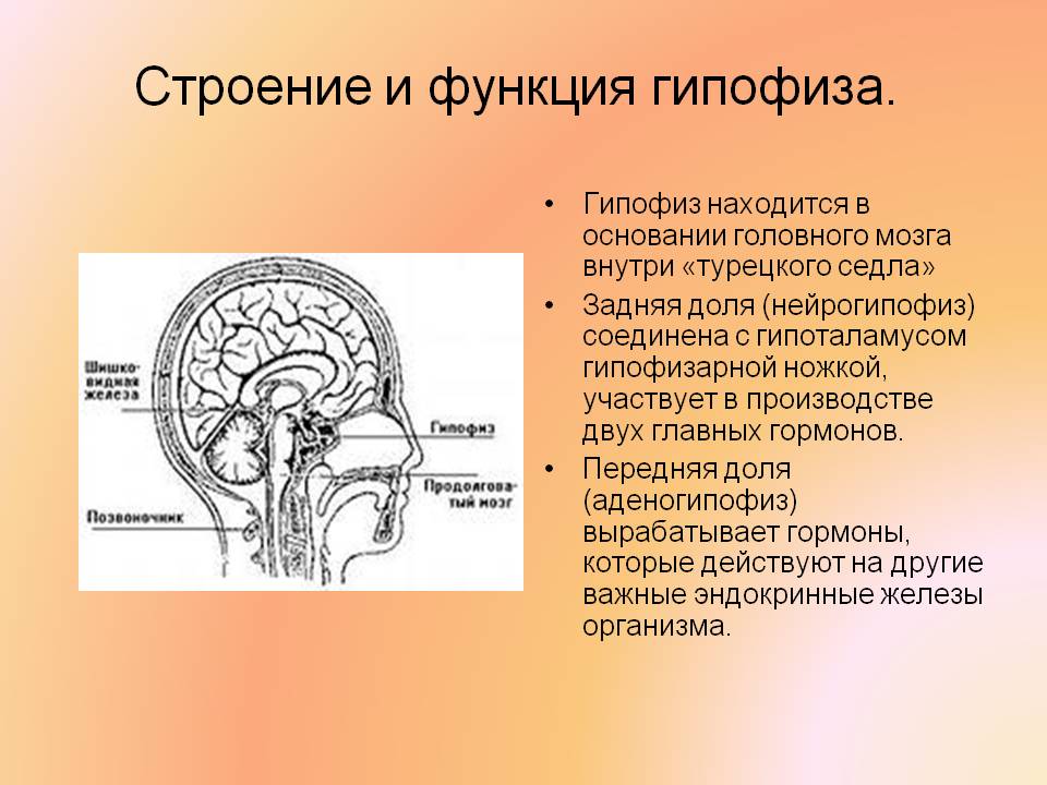 Строение и функция гипофиза