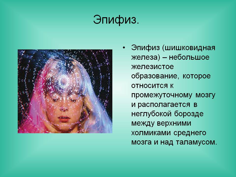 Эпифиз
