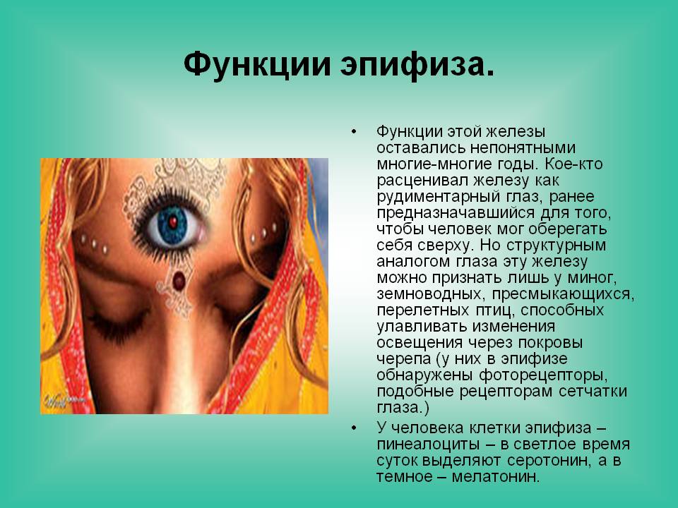 Функции эпифиза