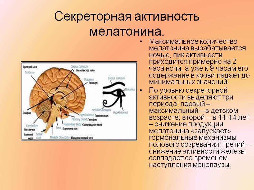 Секреторная активность мелатонина