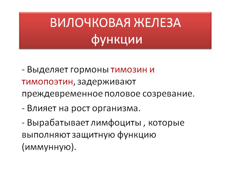 Вилочковая железа