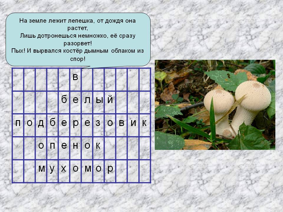 На земле лежит лепешка, от дождя она растет, Лишь дотронешься немножко
