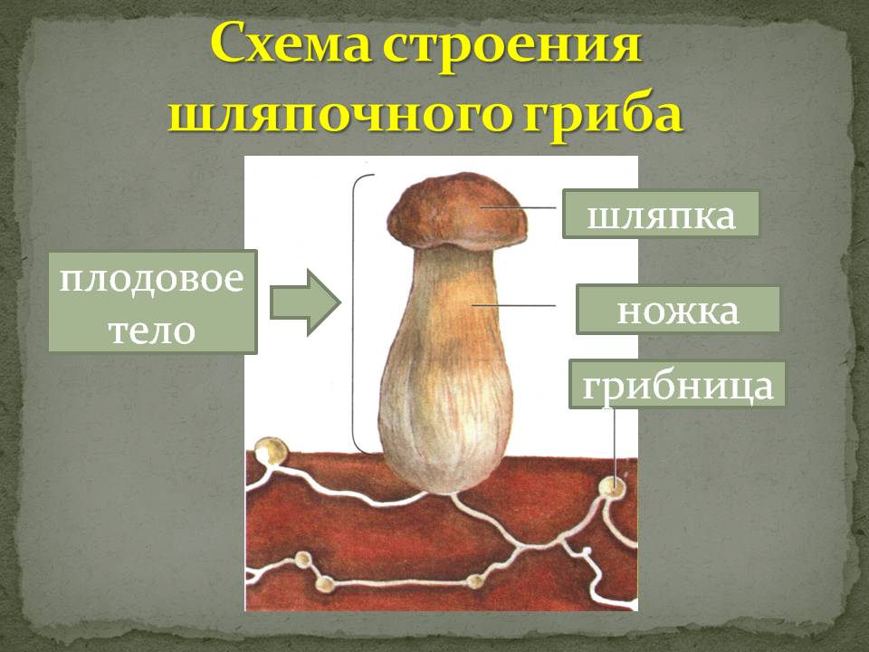 Схема строения шляпочного гриба