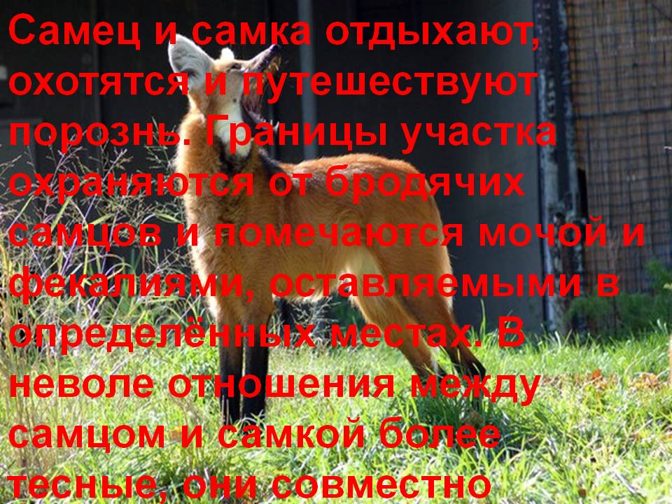Самец и самка отдыхают, охотятся и путешествуют порознь