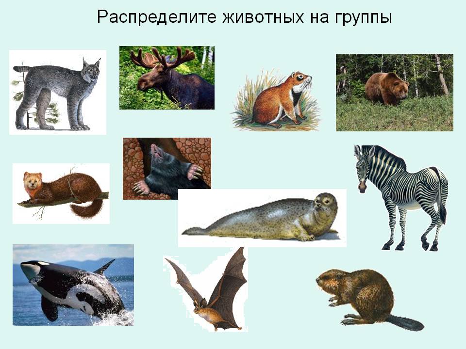 Распределите животных на группы