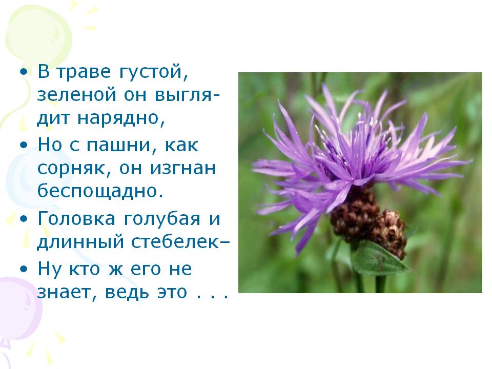 Сорняк