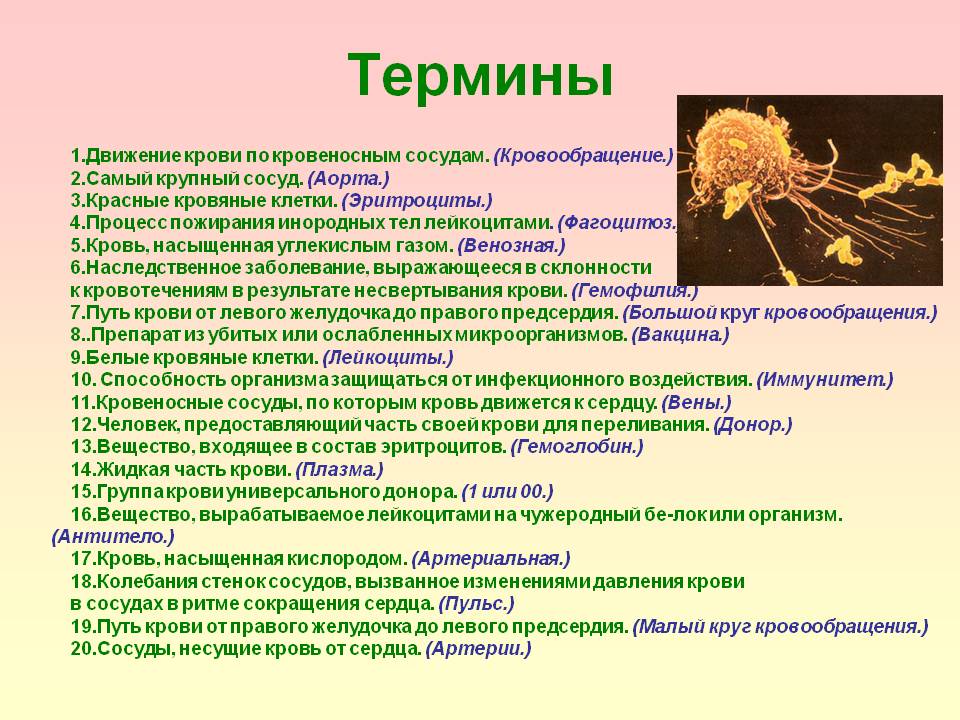 Движение крови по кровеносным сосудам