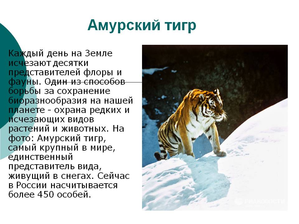 Амурский тигр