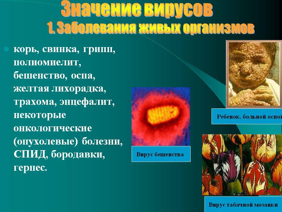 Значение вирусов