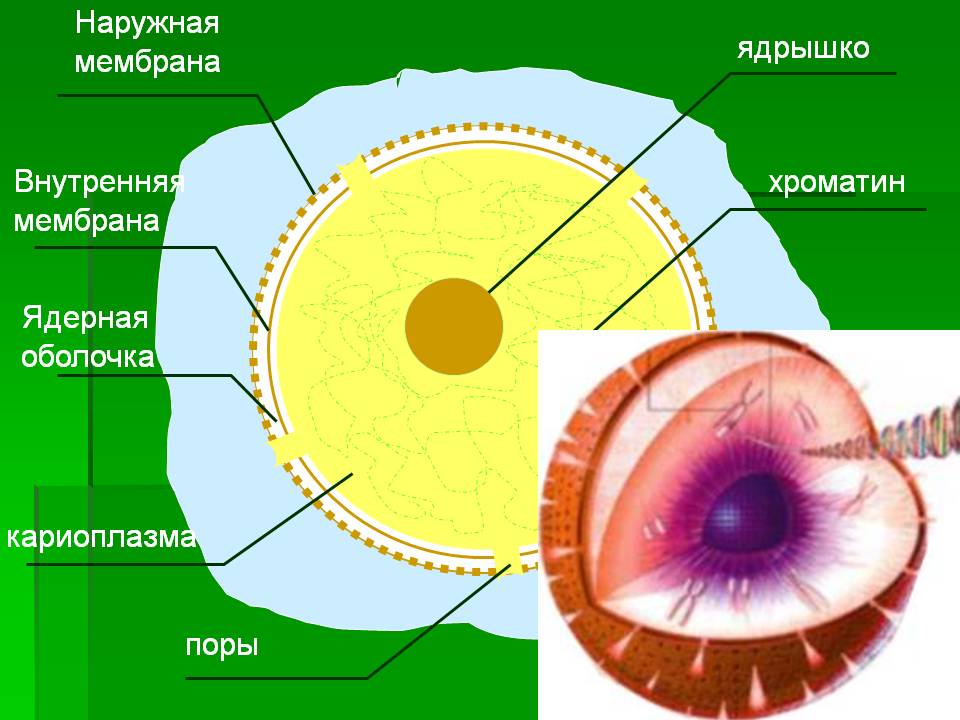 Наружная мембрана