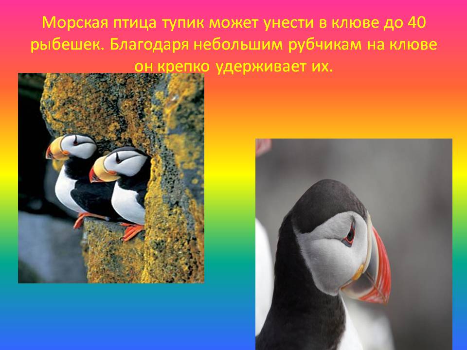 Морская птица тупик может унести в клюве до 40 рыбешек