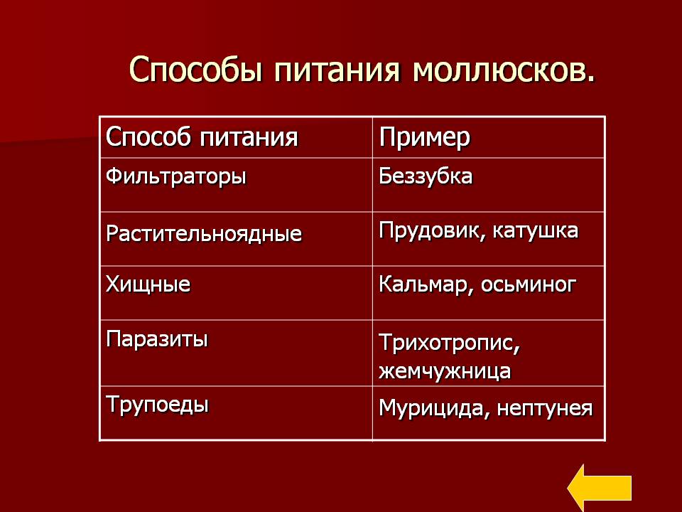 Способы питания моллюсков