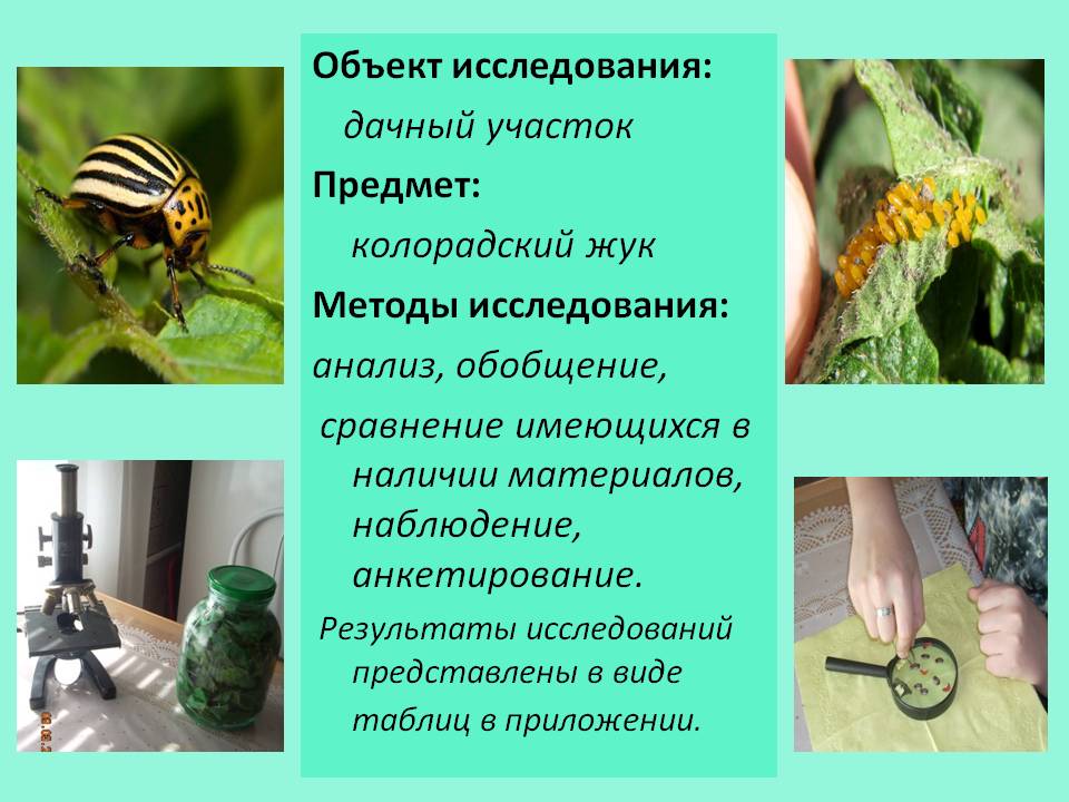 Колорадский жук