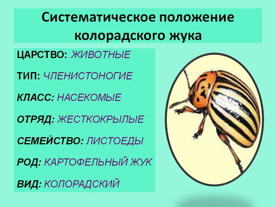 Систематическое положение