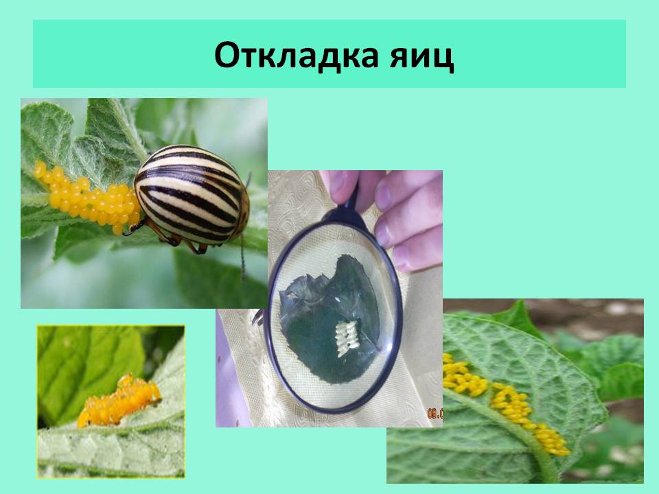 Откладка яиц