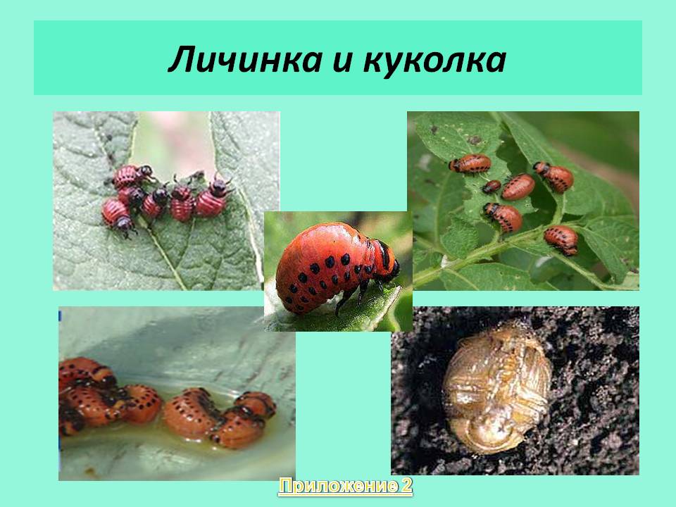 Личинка и куколка