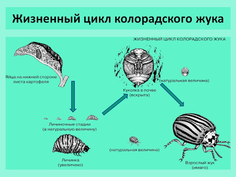 Жизненный цикл колорадского жука