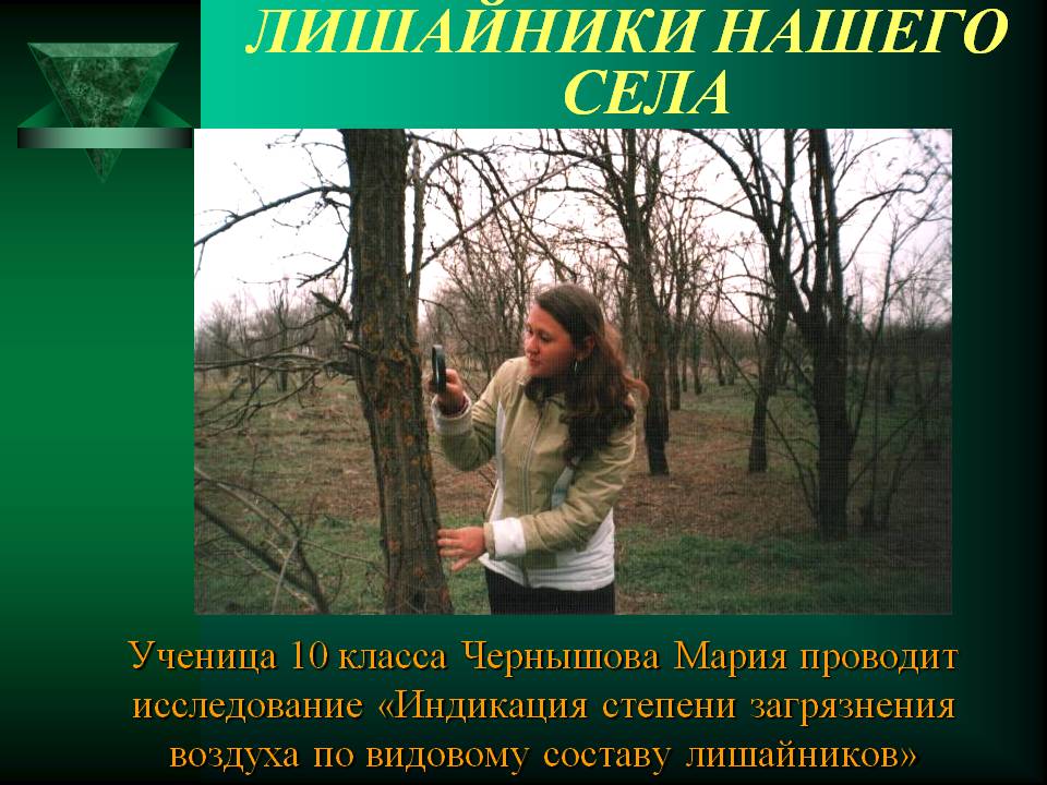 Лишайники нашего села