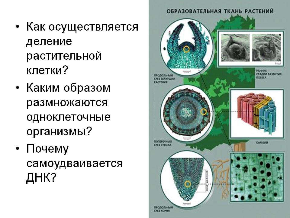 Деление растительной клетки