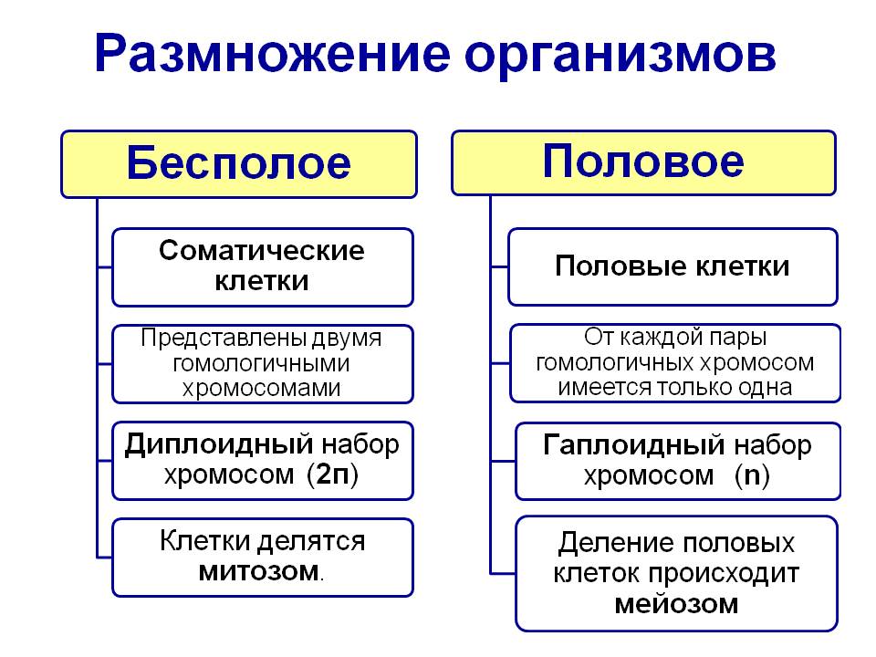 Размножение организмов