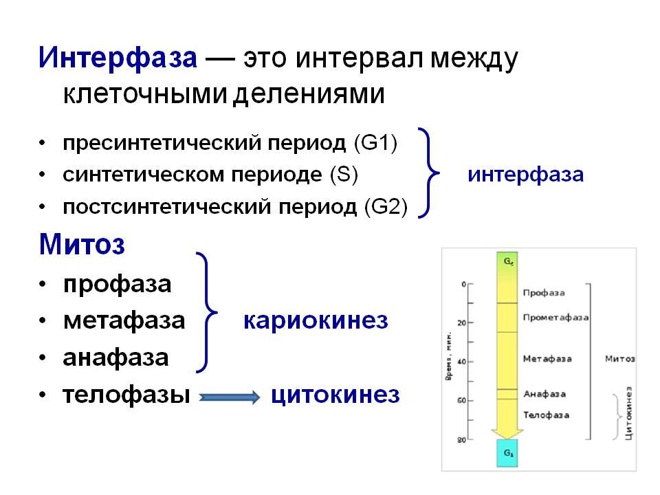 Интервал между клеточными делениями
