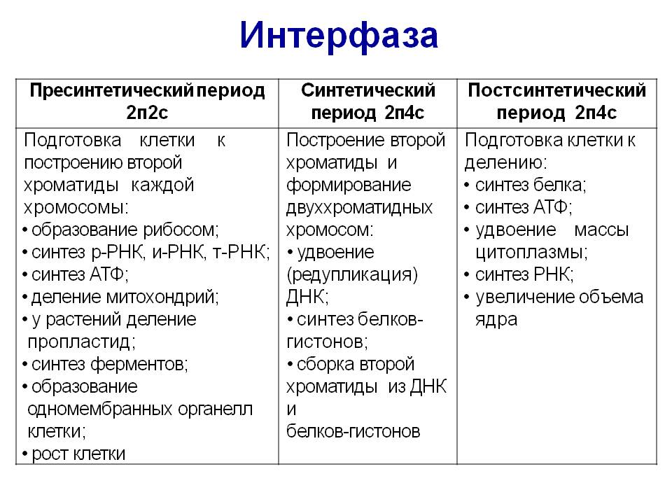Интерфаза