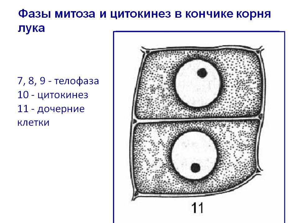 Телофаза