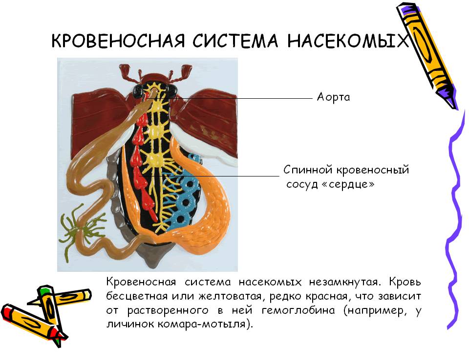 Кровеносная система