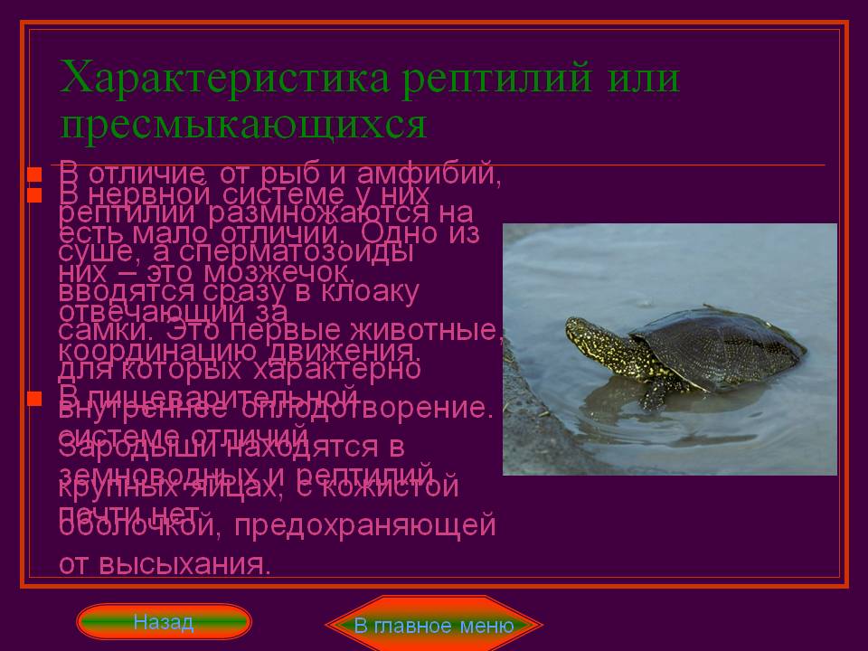Размножаются на суше