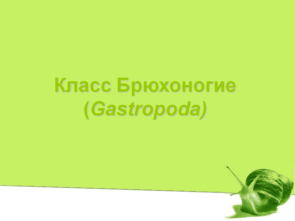Класс Брюхоногие
