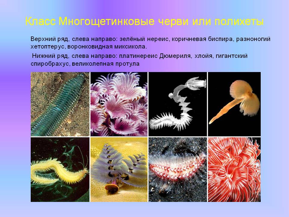 Класс Многощетинковые черви или полихеты