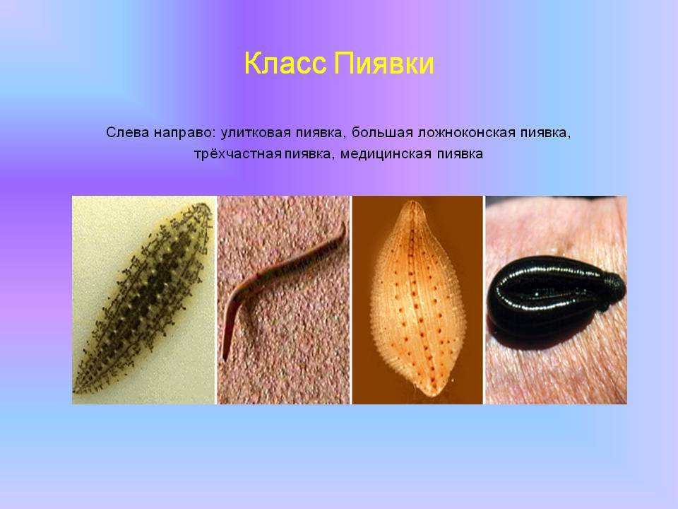 Класс Пиявки