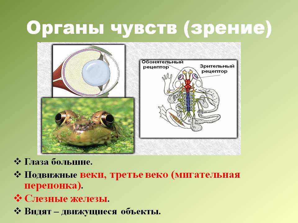 Зрение