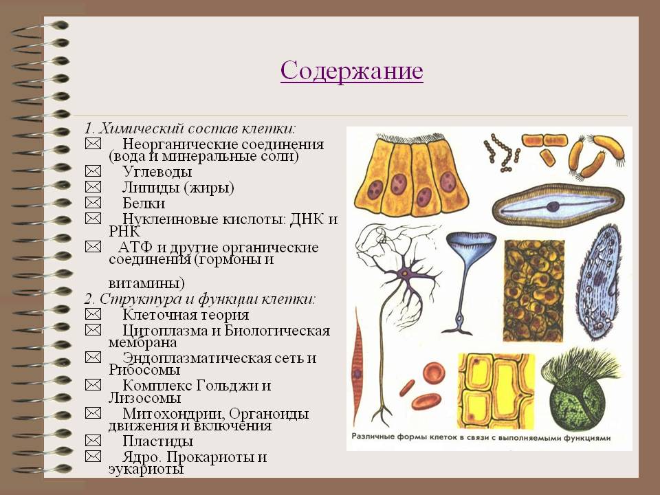 Химический состав клетки
