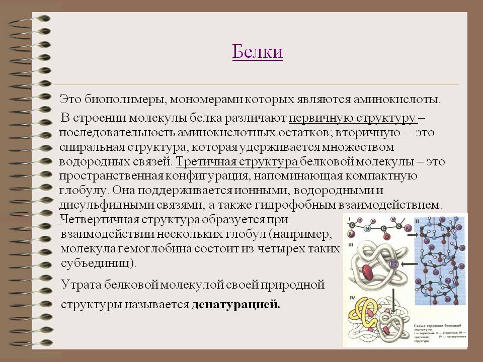 Белки