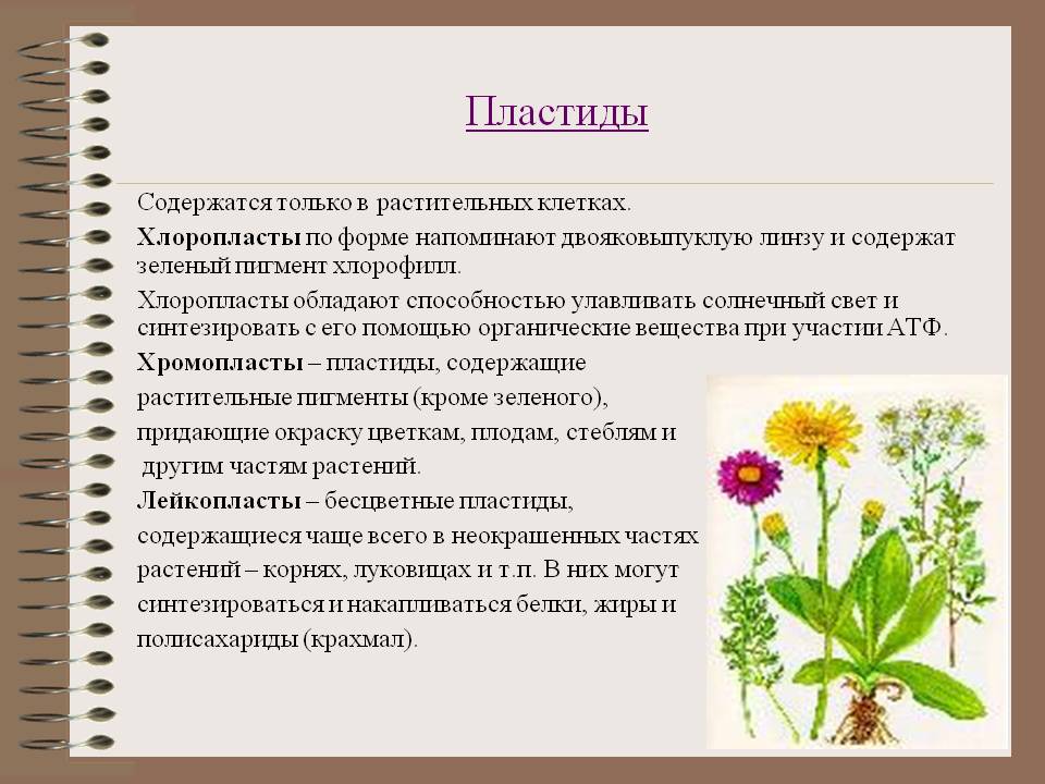 Пластиды