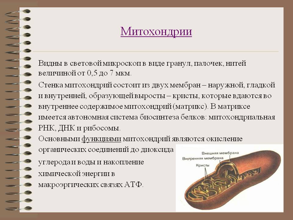 Митохондрии