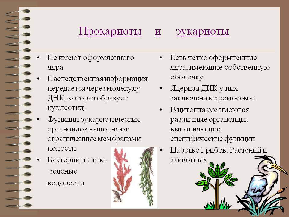 Прокариоты и эукариоты
