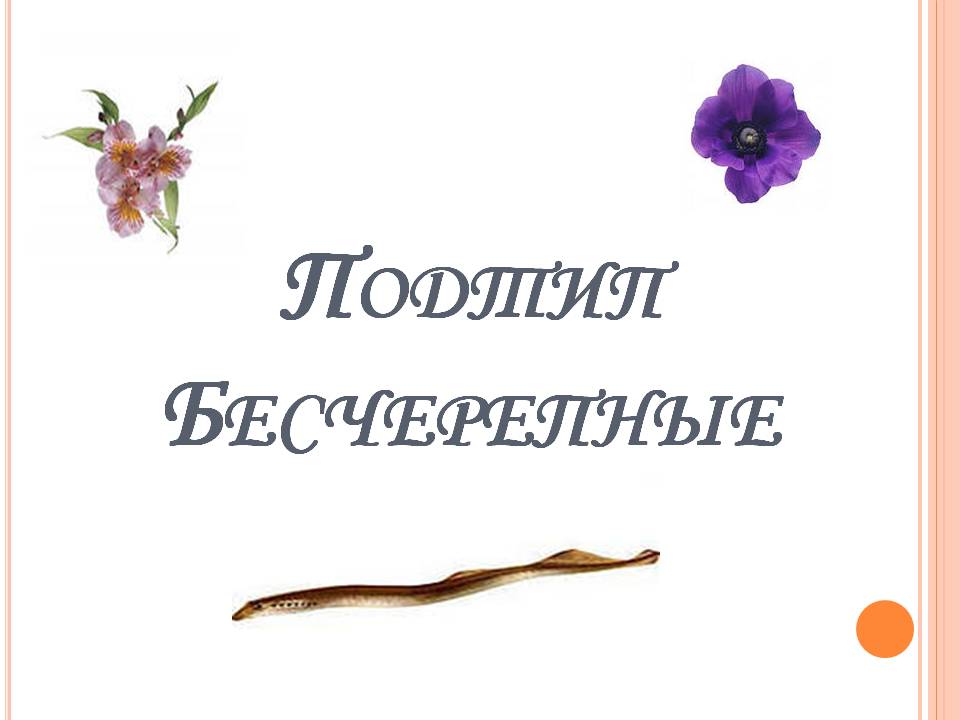 Подтип Бесчерепные