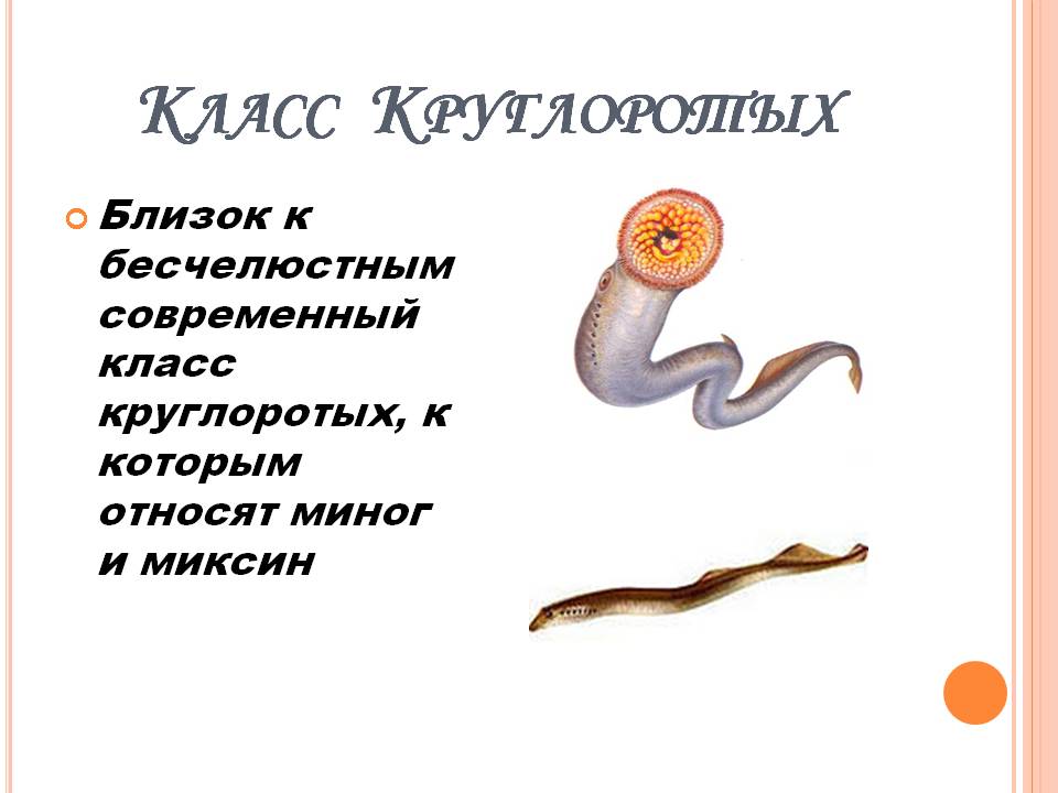Класс Круглоротых
