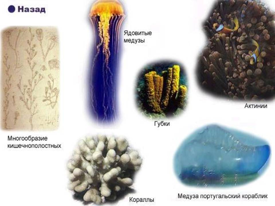 Кишечнополостные 7 класс