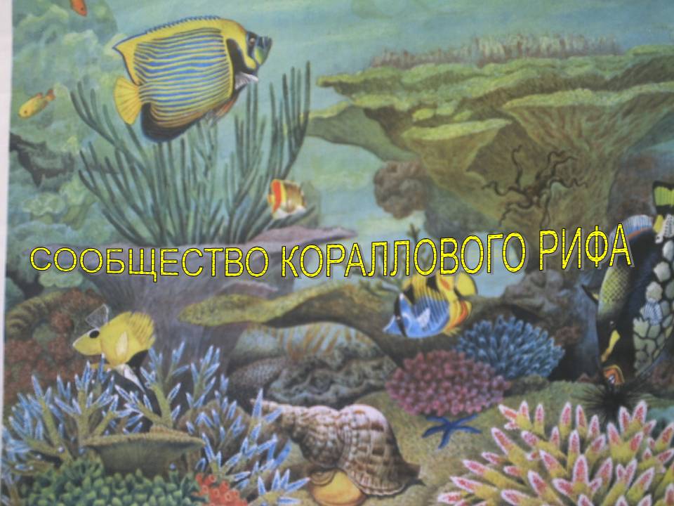 Сообщество кораллового рифа
