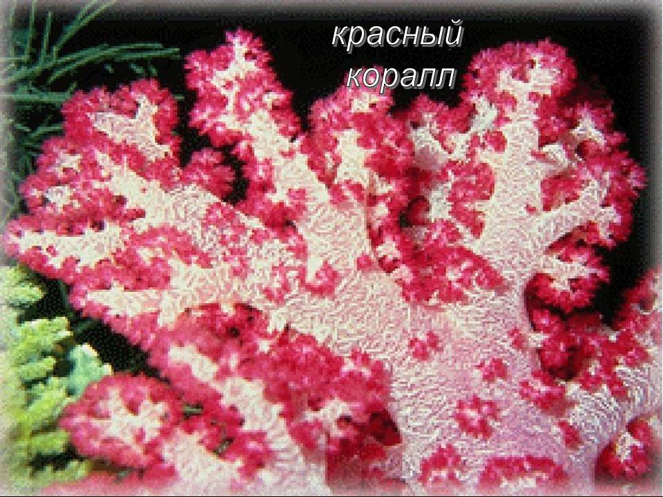 Красный коралл