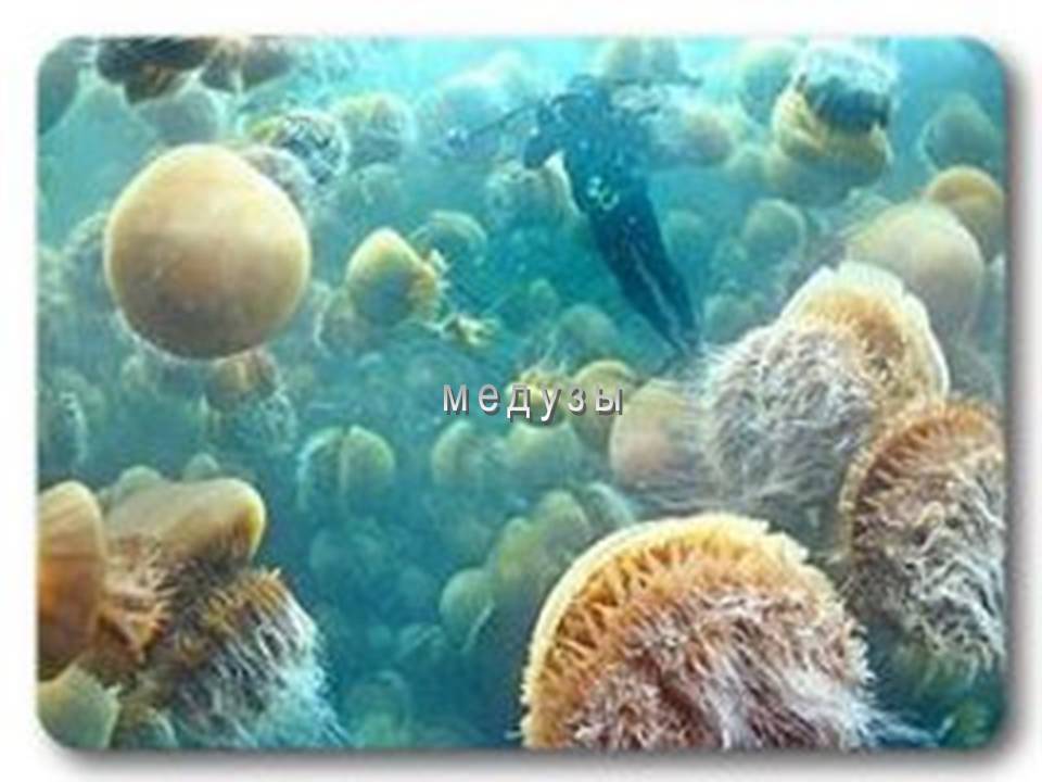 Медузы